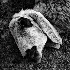 SHEPHERD