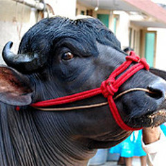 O-LACHA-GUMMADE-2K16-SONG-[MY-STYLE]-MIXD-BY-DEEJ-NANI-SMILYE-FROM-A-M-R-P-T-CALL-NO-9908460992