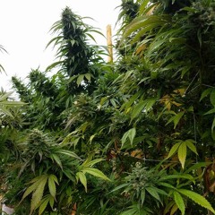 ELBOWS...virtue, MYSTER DL, DET. NAPKIN