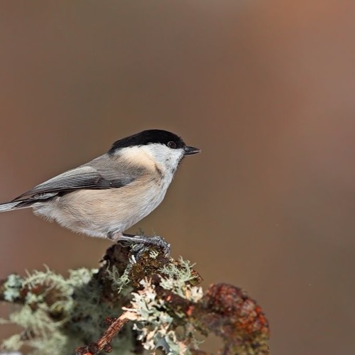 Parus montanus (matkop)