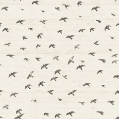 Timo Chinala - Bird Migration