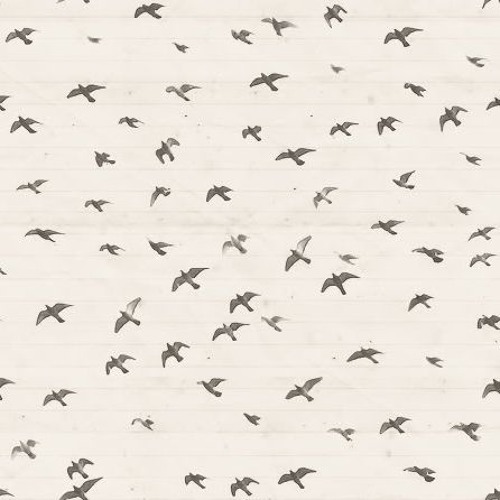 Bird Migration
