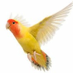 Virgina Moon With Angry Bird