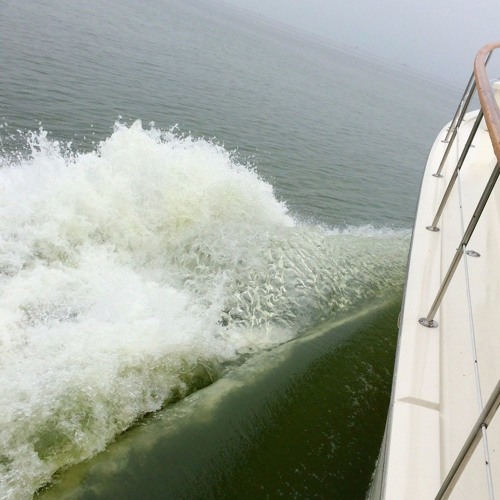 How bad was the green slime in Lake Erie this summer?
