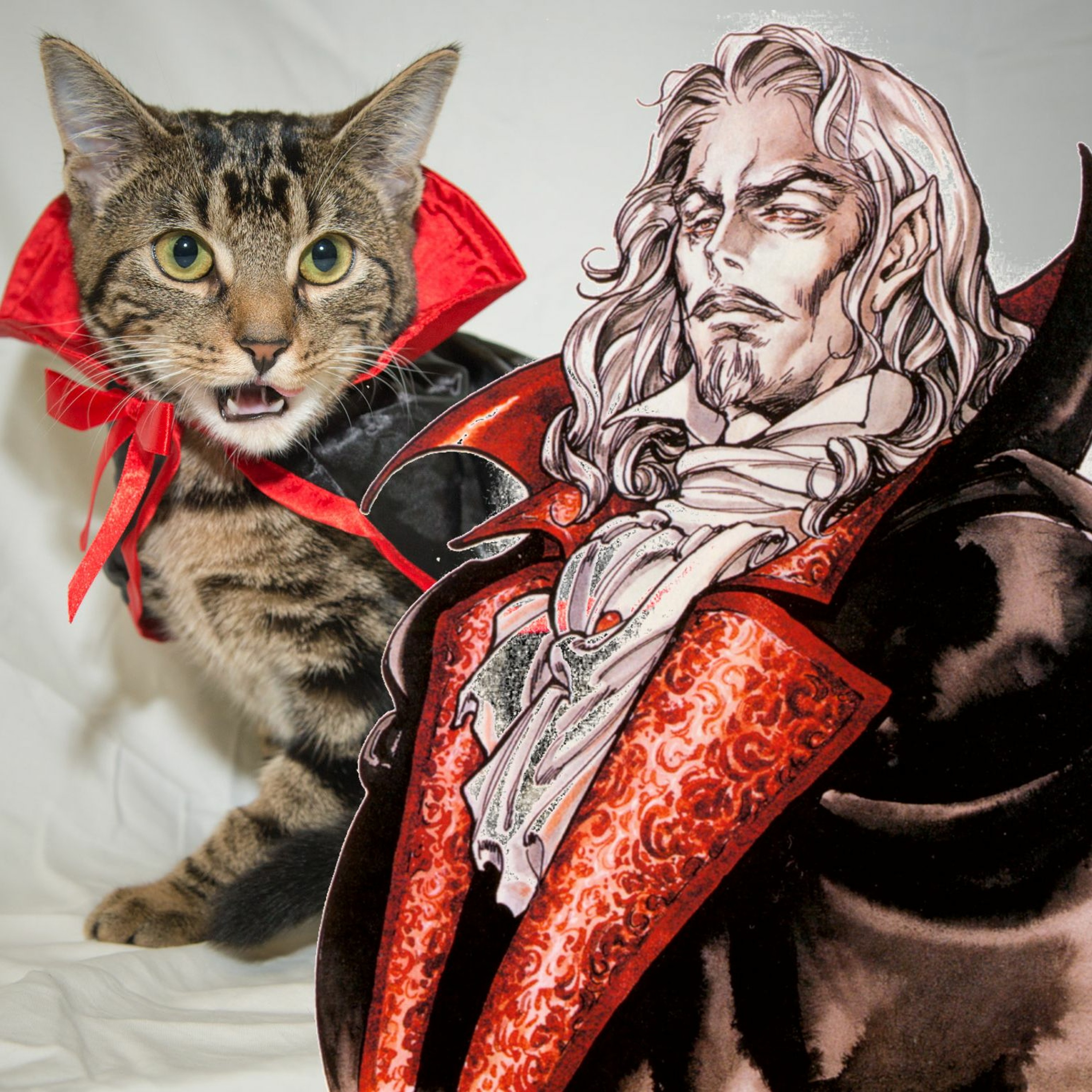 Episode 6: Dracula's Cat