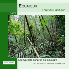 CS007_EQUATEUR - Forêt du Pacifique