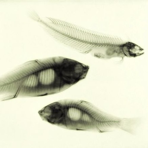 boson spin + sevenism - emerald shoal