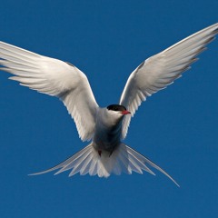 Arctic Tern - composed by Guy Michelmore