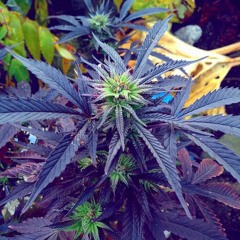 Mr.Green - Everyman's Dub (teaser)