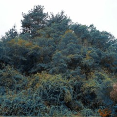 Río Valle Elicura II