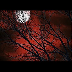 Night After Night