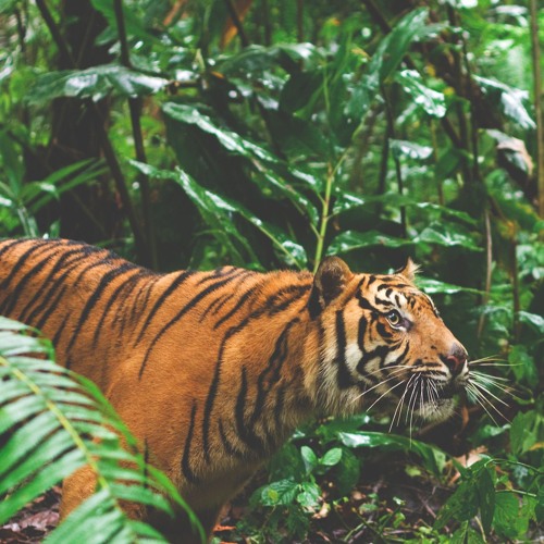 Jungle
