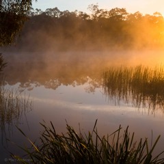 Cudgegong River Morning - Recorded in Wollemi National Park, NSW, Australia