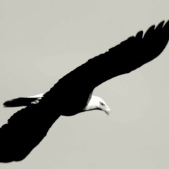 AigleNoir - (Barbara Cover)