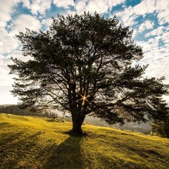 ต้นไม้ของพ่อ by 14 singers and Tutu the Pianist
