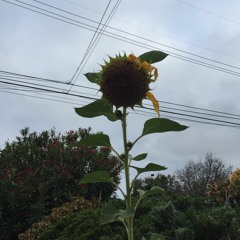 sunflowers {w/ ivy hollivana}