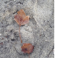 Nouvelle Vague In a Manner Of Speaking