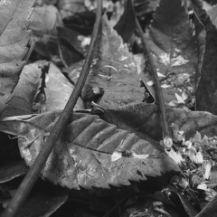 20161030 (disquiet0252)