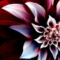 The Captains Intangible  "Flowers"  Ruff 7