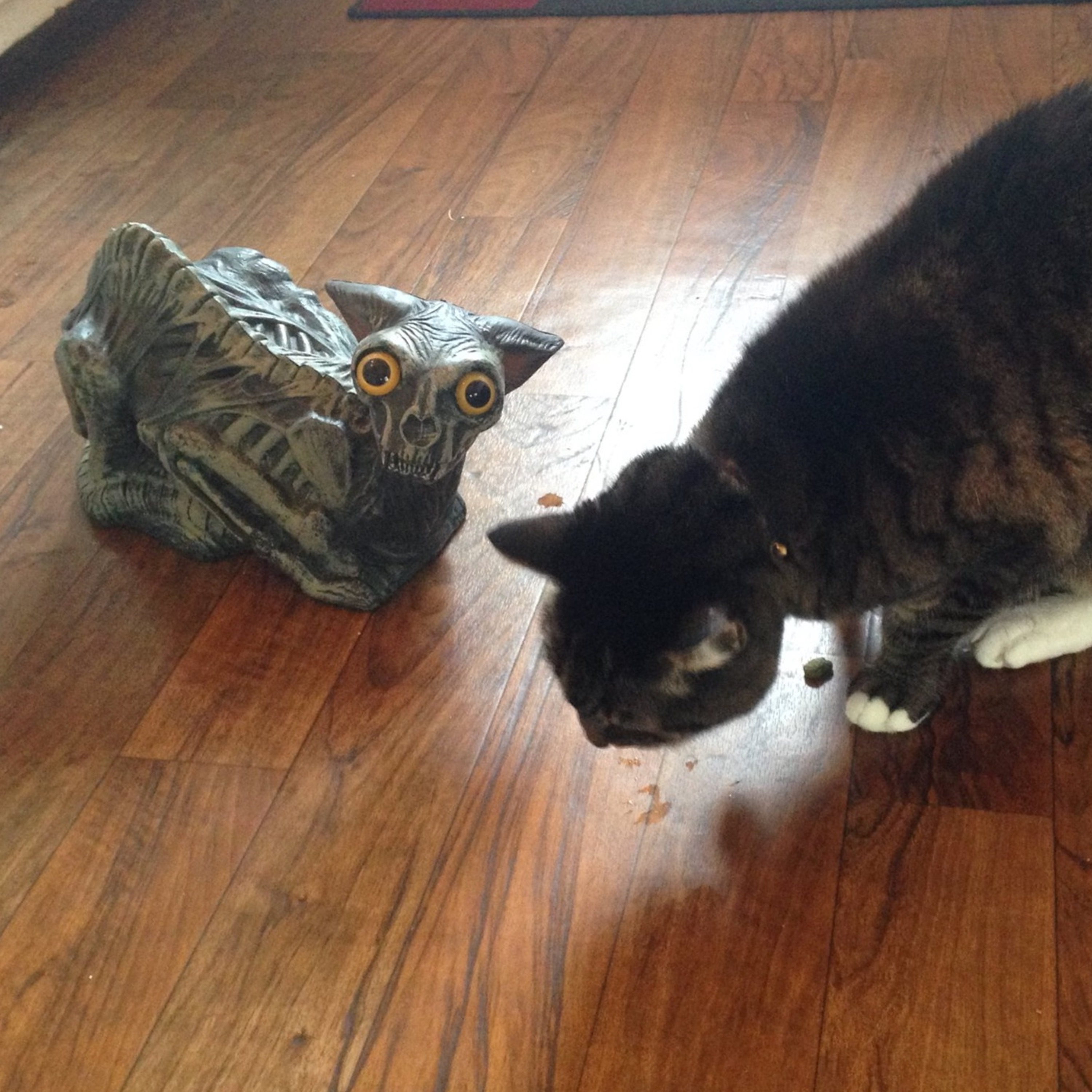Cat Disgusted