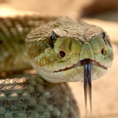 Venom and Fangs feat. Mayfield