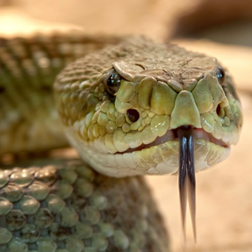 Venom and Fangs feat. Mayfield