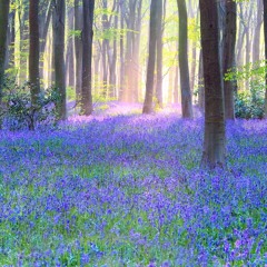 Bluebell Wood original track by Sylvie Songbird