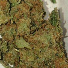 Babi blackbull. Abu babi