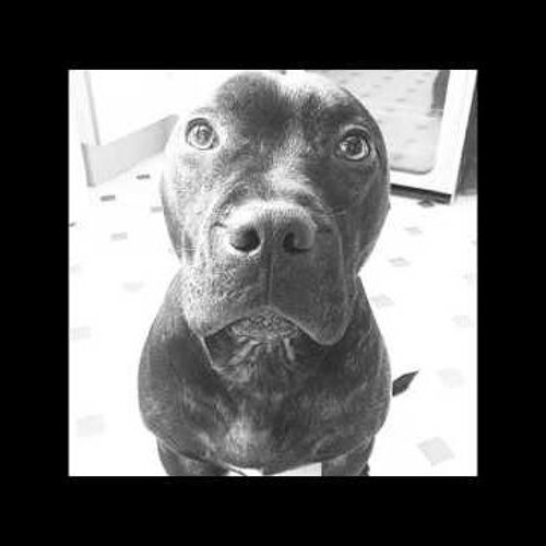 Sudrabu Sirds -  Suņa Sirds Pied. Kripto (prod. DotConcept)