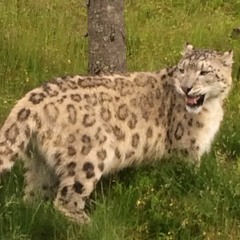 Skol projekt av Axel Thosteman