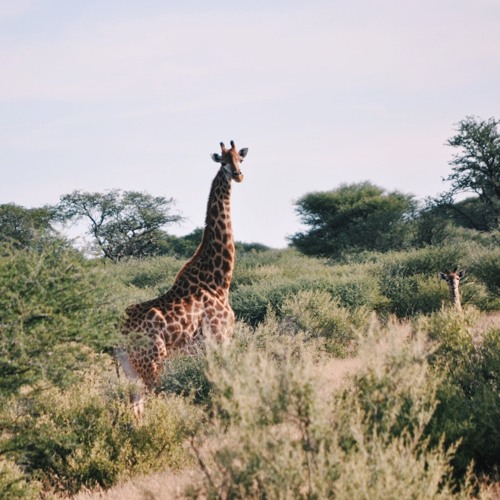 giraffe