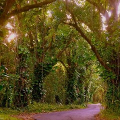 Rootikal Riddim Rastafari Is Truth