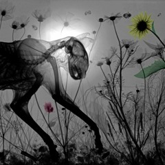 Ambient Bite 113