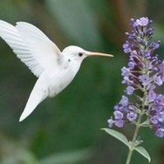 GOU - corazon de fuego