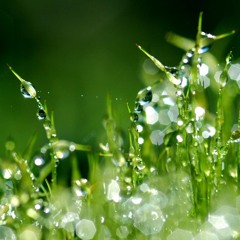 The confusion between dew drops and brain cells