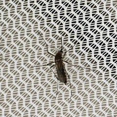 Glerizt . Midge named zika