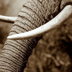 GiveMeIvory - Alex Vaan