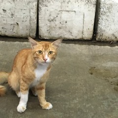 不完美的永恒 Imperfect Forever - Cheryn Ft. Ran