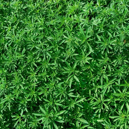 b4 i proceed (prod. cultie)