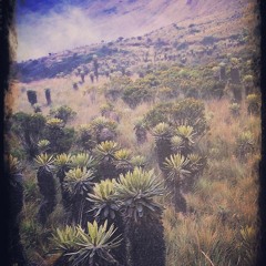 Lost Music Letter — New Baghdad News N10 (apr2020)