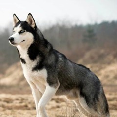 husky and wolf howling