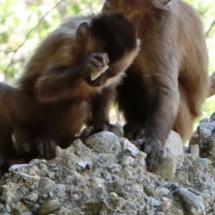 Элементарно. В умелых руках