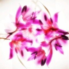 Bract