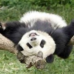 Intoxicated Panda
