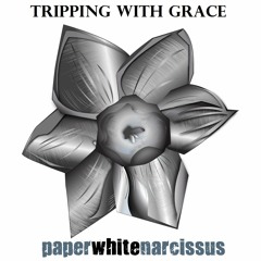 Paper White Narcissus - Tripping With Grace