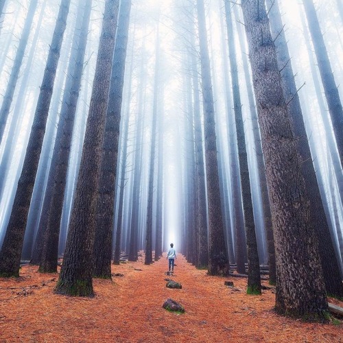 Mist of Souls | Atreesto x LateNight