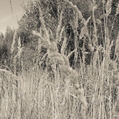 A Kiedy Ja Wyjdę Zaśpiewam Po Rosie