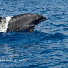 Bottlenose dolphin #4 (hunting)