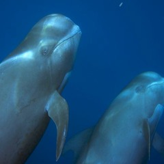 Pilot Whales #5