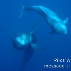 Pilot Whales #6 (meesage transmission)